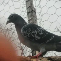 مسافتی|پرنده|مشگین شهر, |دیوار