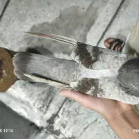 کاغذی تهرانی|پرنده|بندر ماهشهر, |دیوار