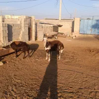 قوچ افشاری کله سفید اصل