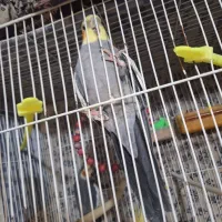 عروس هلندی|پرنده|مشهد, کشف|دیوار