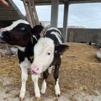 فروشی دوتا گوساله|حیوانات مزرعه|سیمین شهر, |دیوار