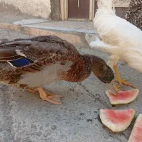 سونه یک عدد معاوزه باخروس