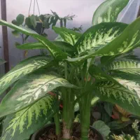 کاکتوس وگلهای آپارتمانی