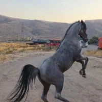 اسب|اسب و تجهیزات اسب‌سواری|شیراز, رکن‌آباد|دیوار