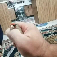 سهره جوجه نر|پرنده|بومهن, |دیوار