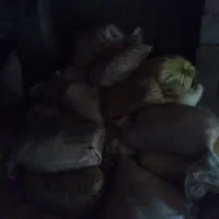 کودحیوانی گوسفند