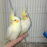 جفت عروس لوتینو|پرنده|مشهد, یاس|دیوار