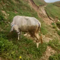 فروش یک راس گاو ،ودوراس گوساله نر