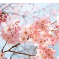 باغ شهر سبز امید