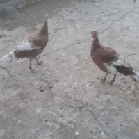 بوقلمون ماده برنز و بوربور|حیوانات مزرعه|کوهدشت, |دیوار