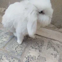 خرگوش لپ
