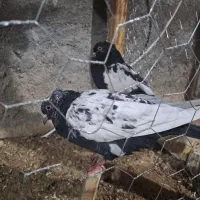 کبوتر|پرنده|آبپخش, |دیوار