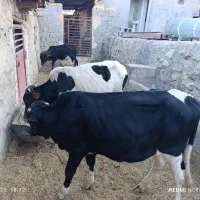 دور راس گوساله نر