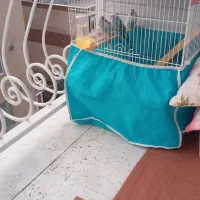 مرغ عشق گمشده