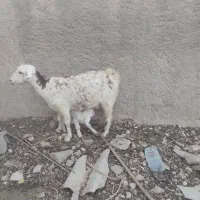 بزهاتازهزایدهجوانتمیز|حیوانات مزرعه|جم, |دیوار