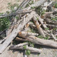 هرس درختان قطع درختان ونخل با اره برقی