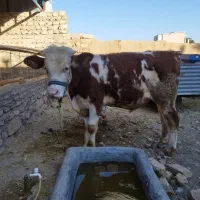 گوساله نر و ماده (دوقلو)