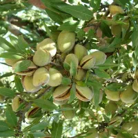 بادام کاج کنی
