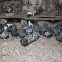 کبوتر مسافتی نژاد اصل