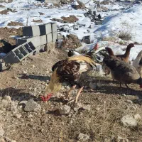 خروس لاری اصیل صابونی