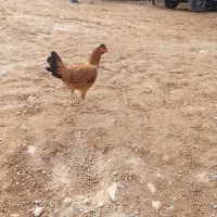 مرغ عربی اصل|حیوانات مزرعه|اندیمشک, |دیوار