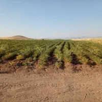 سلام زمین کشاورزی دیم