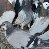 یک بوم سار و رنگه دانه ۱۹۰