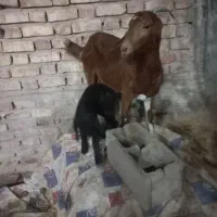 بز پاکستانی