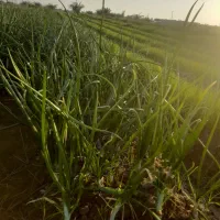 فروش ربع هکتار زمین کشاورزی