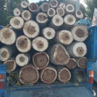 خدمات حمل درخت وبرش