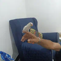 طوطی برزیلی