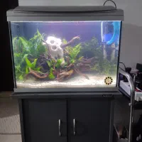 آکواریوم شرکتی