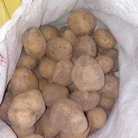 سیب زمینی مرغوب وسالم|خوردنی و آشامیدنی|دوتپه, |دیوار