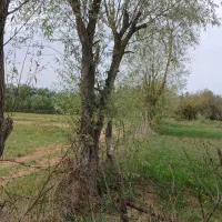 فروش زمین باغی کشاورزی|فروش زمین و ملک کلنگی|رضوانشهر, |دیوار