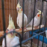 عروس هلندی ۹ عدد نر ماده سخنگو