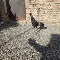 بچه لاری هفت ماهه با دنگ بالا