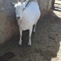 سانن بز|حیوانات مزرعه|شیراز, میانرود|دیوار