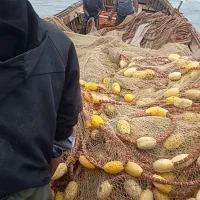 نیازمند نیروی کار برای پره ماهی گیری