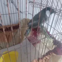 چندتا قناری نر و قناری خرما خور ابلغ|پرنده|بندر ماهشهر, |دیوار