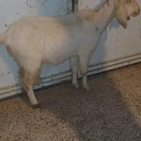 بز چاق سرحال|حیوانات مزرعه|دهدشت, |دیوار