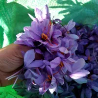 گل زعفران امروز