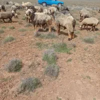 شیشک قوچ بختیاری