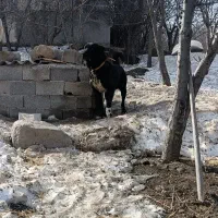 سگ سرابی