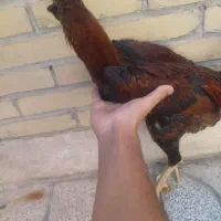 مرغ خروس لاری افغان