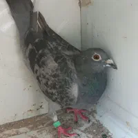 کفتر.کبوتر.ماده مسافتی|پرنده|فسا, |دیوار