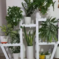 استند گل به همراه گل