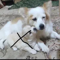 سگ اشپز مادره|سگ|سیرجان, |دیوار