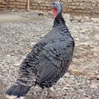 بقلمون ماده