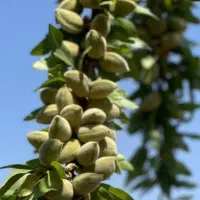 تولید نهال بادام شمشیری