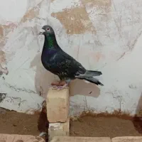 کبوتر گرفتنی و جفگاهی|پرنده|فیروزه, |دیوار